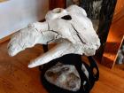 102 Whale Skull 102 Whale Skull