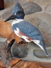 104a Kingfisher 104a Kingfisher