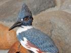 104b Kingfisher Close Up