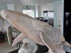 104b Whale Close Up 104b Whale Close Up