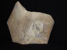 113 Walrus on Whale Bone 113 Walrus on Whale Bone