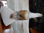119c Eagle Flying Detail 119c Eagle Flying Detail